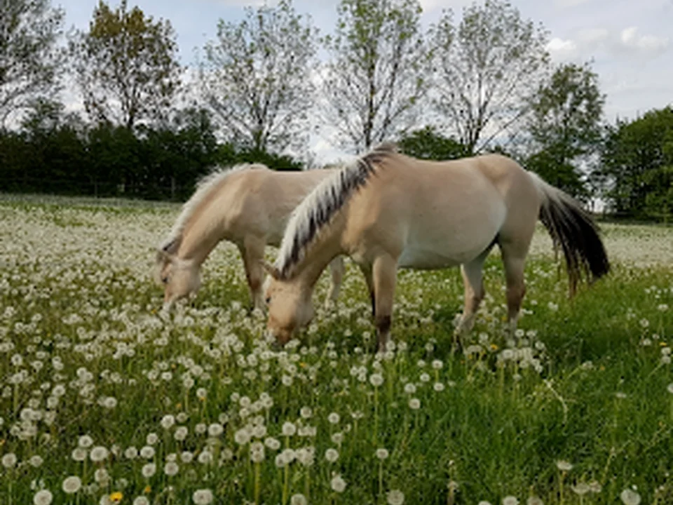 Ponyplantage Feldmoching
