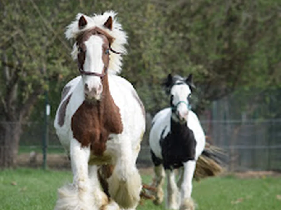 Ponyreitschule Eschenhof