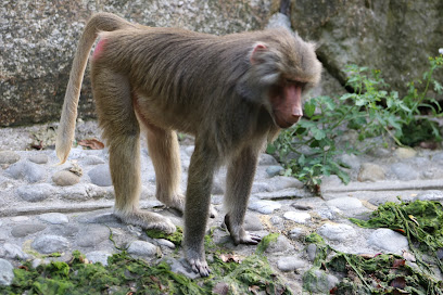 Paviane, Tierpark Hellabrunn